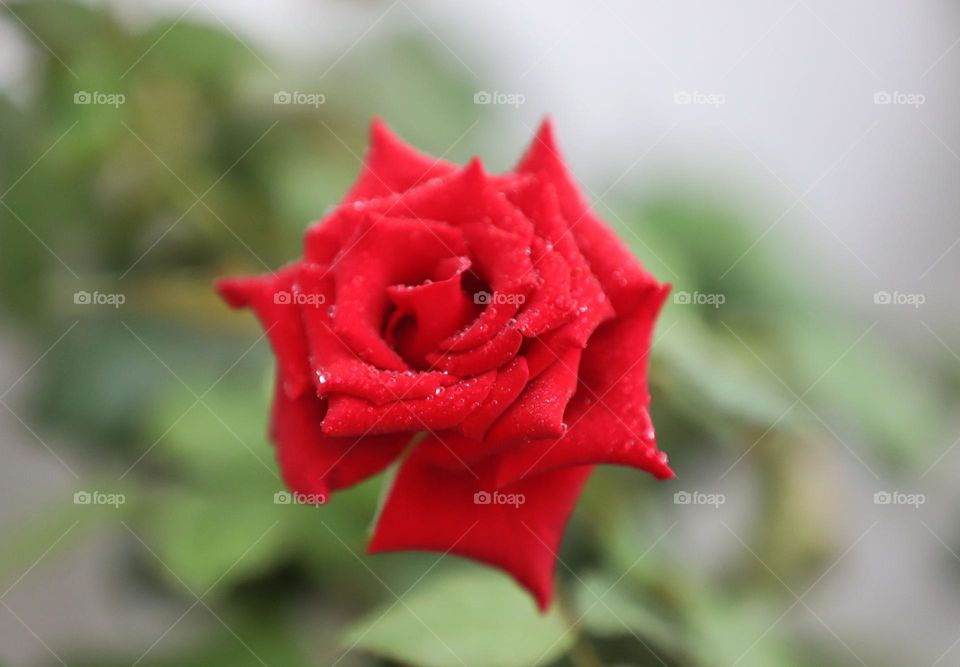 red rose