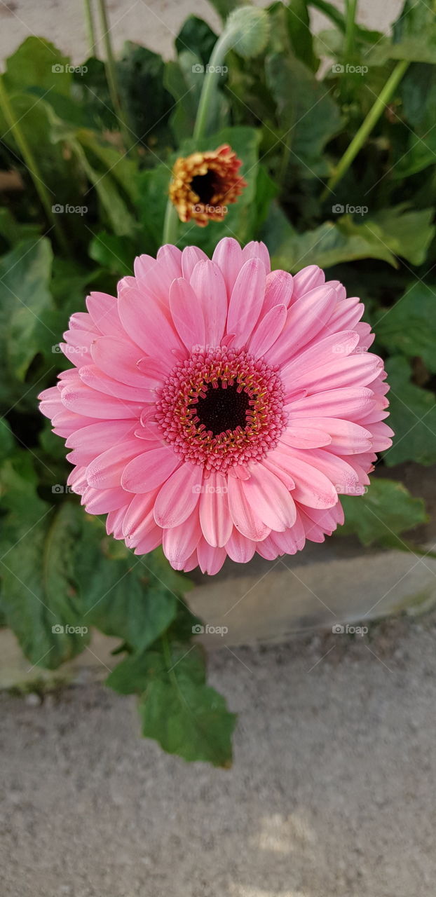 flower - gerbera flower - flor - pink