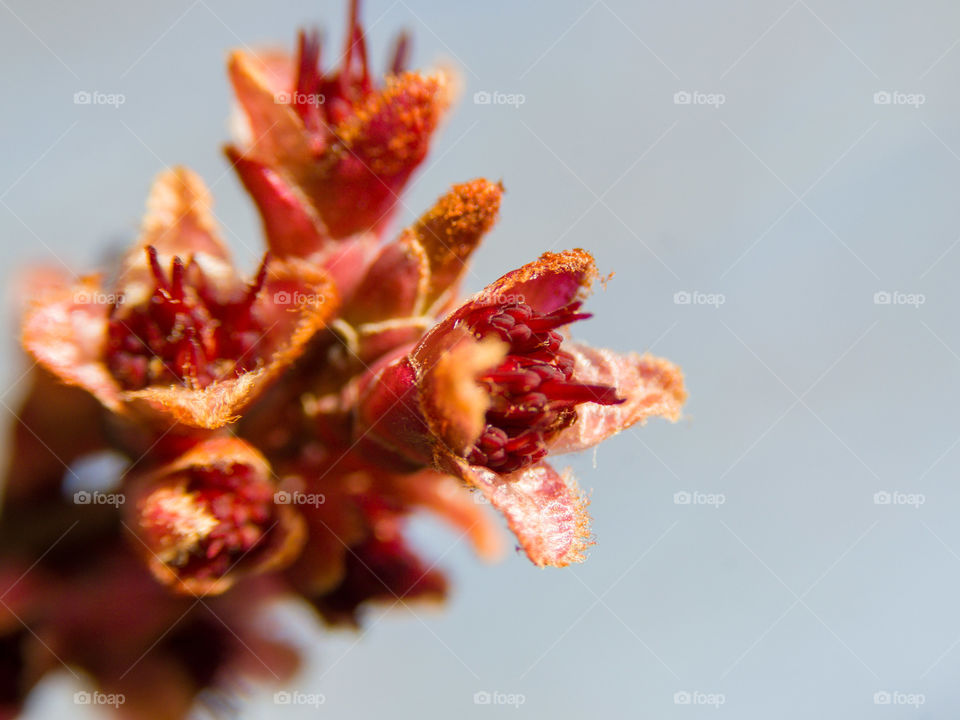 Blooming maple tree flowers in the spring