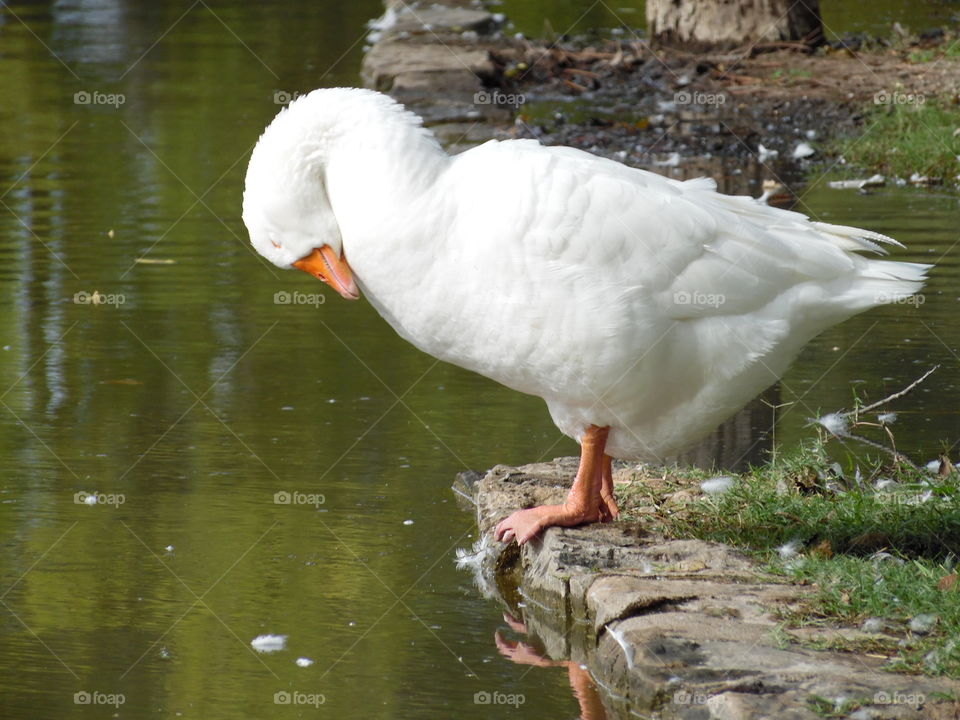 Now I lay me down to swim