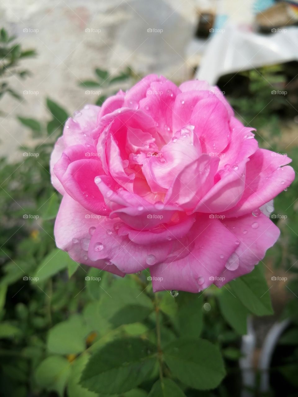 Odd numbers. 1 beautiful pink colour rose flower.