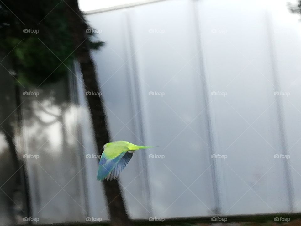 Green Parrot flying.