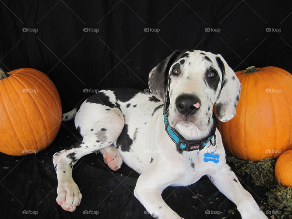 Pumpkin and Pup. Maverick, our Great Dane with the pumpkins. He was about 3 months old here.