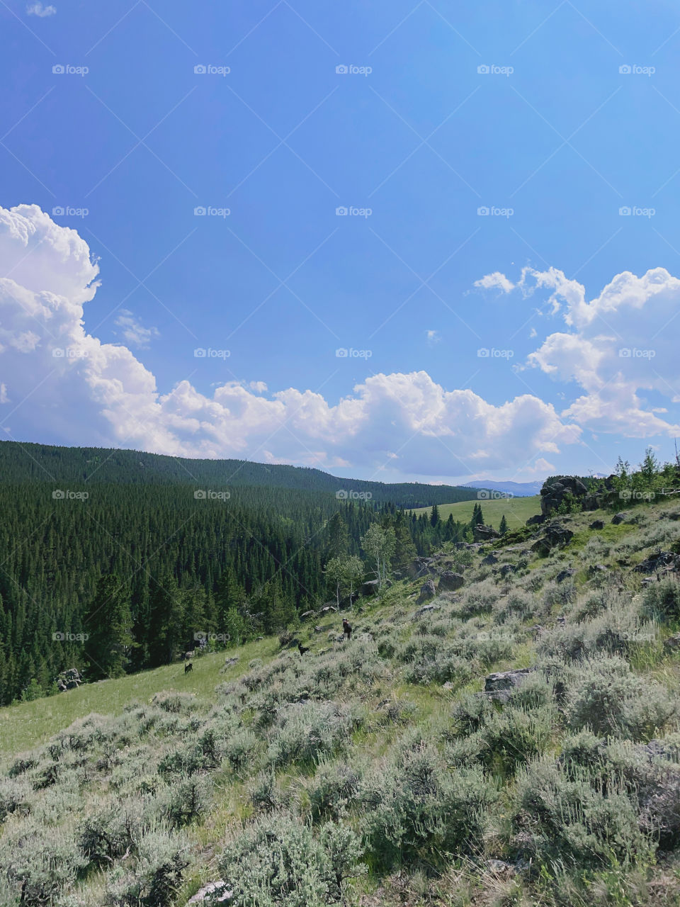 Landscape Field nature trees