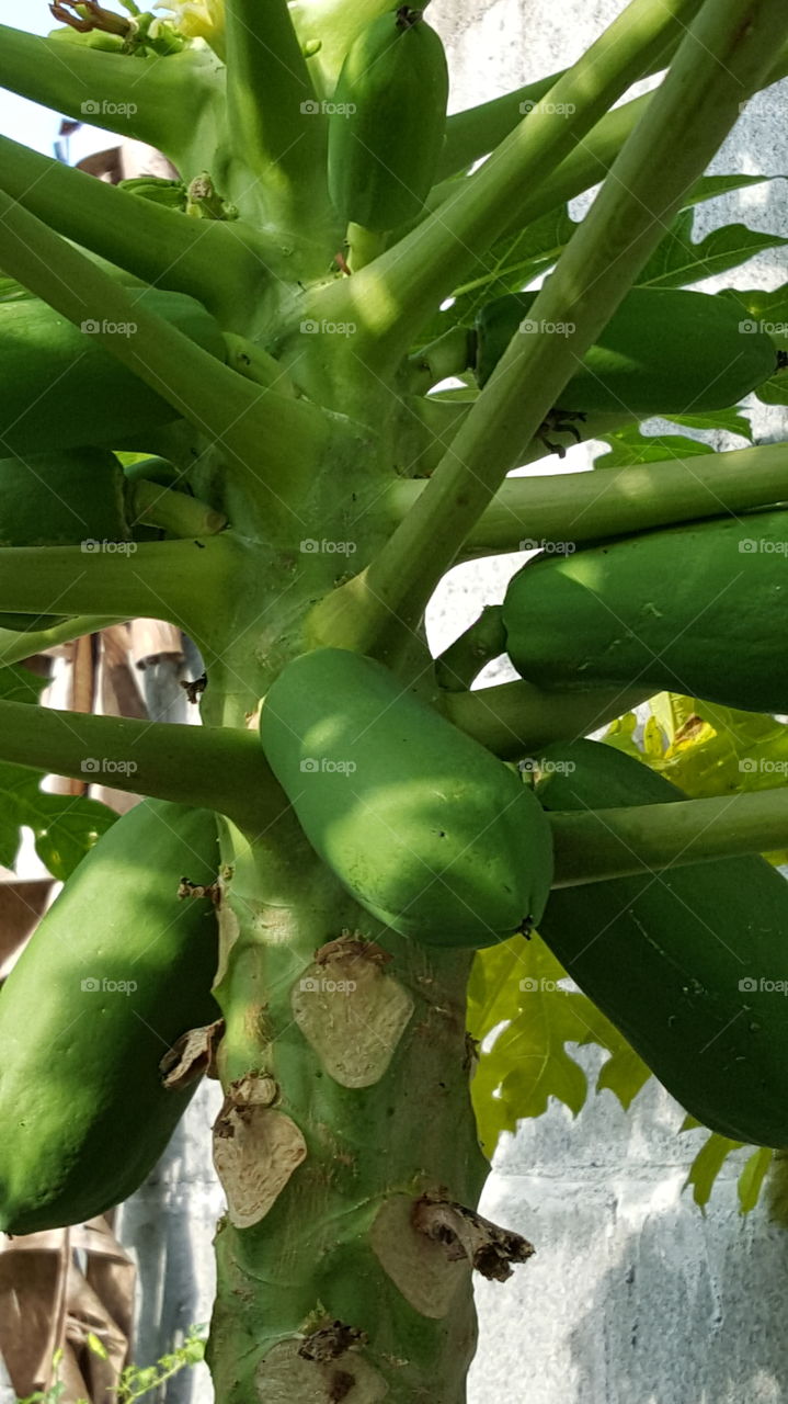 fruite pappaya green