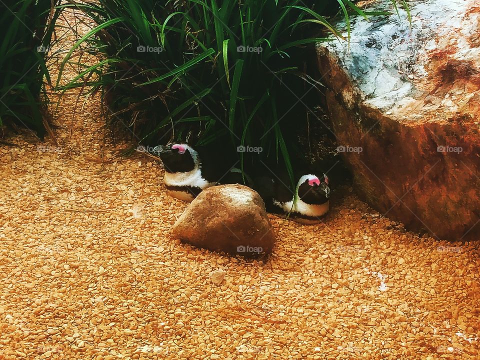 penguins