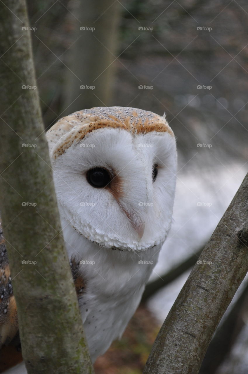 My barn owl peekabooing from behind a tree