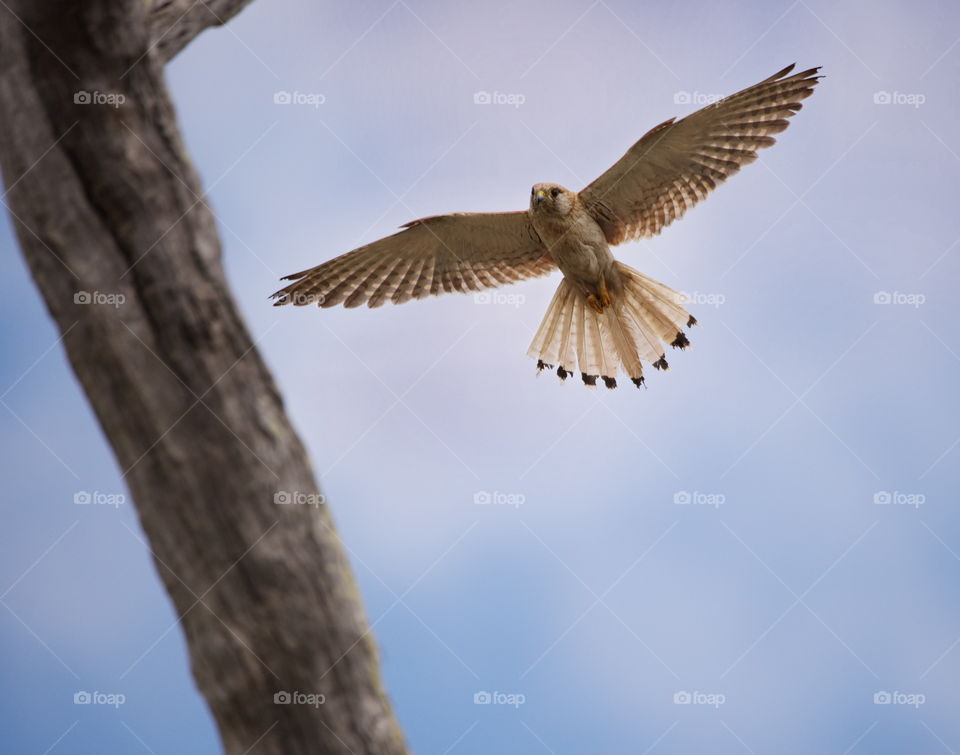 Nankeen Kestrel in flight