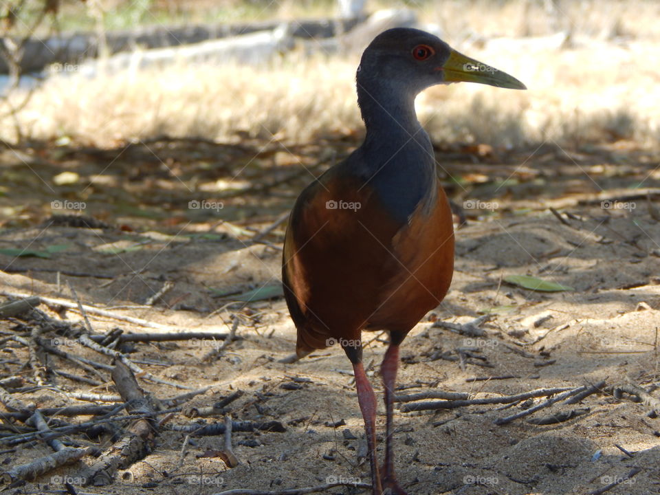 Bird at gorriti island. A bird in punta del este at gorriti island in autum