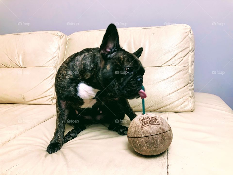 French Bulldog drinking coconut milk 