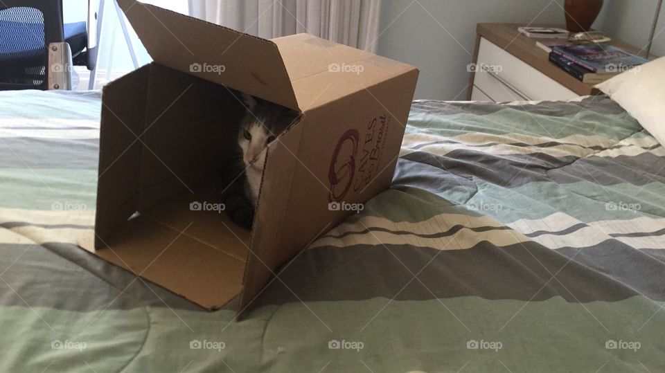 Cat inside box
