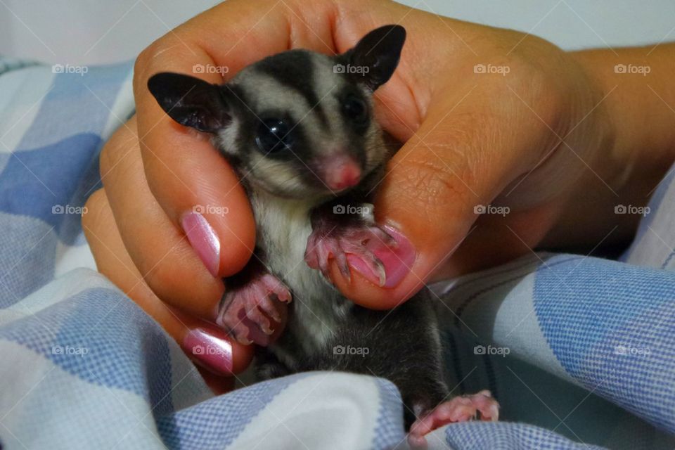 Sugar glider