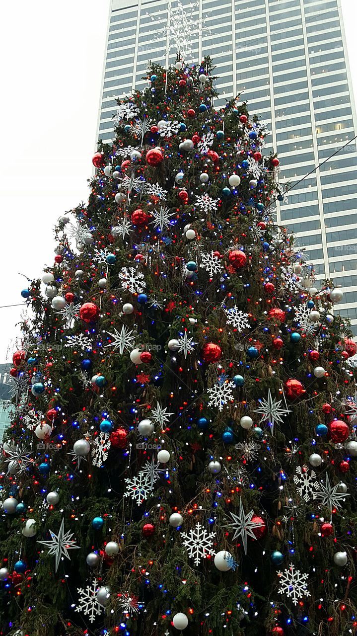 Bryant Park Christmas Tree