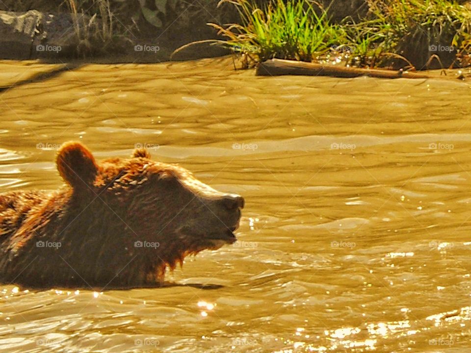 Grizzly Bear Swimming In A River
