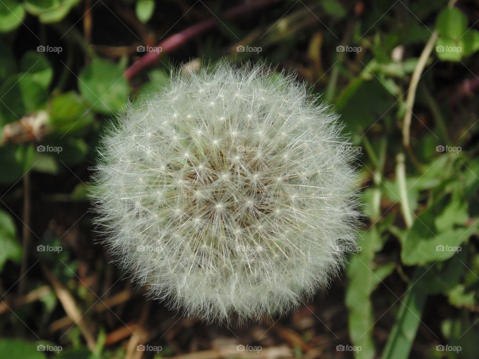 Make a Wish Dandelion