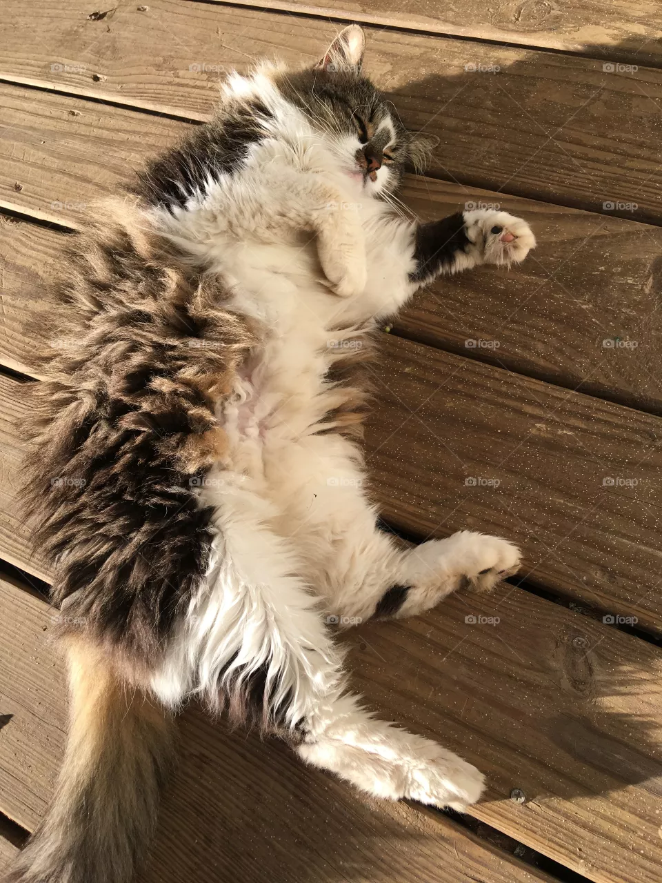 It’s a beautiful day for a snooze, the warmth of the sunshine makes one sleepy. 
