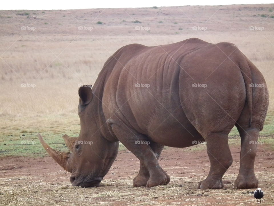 For the love of Rhinos
