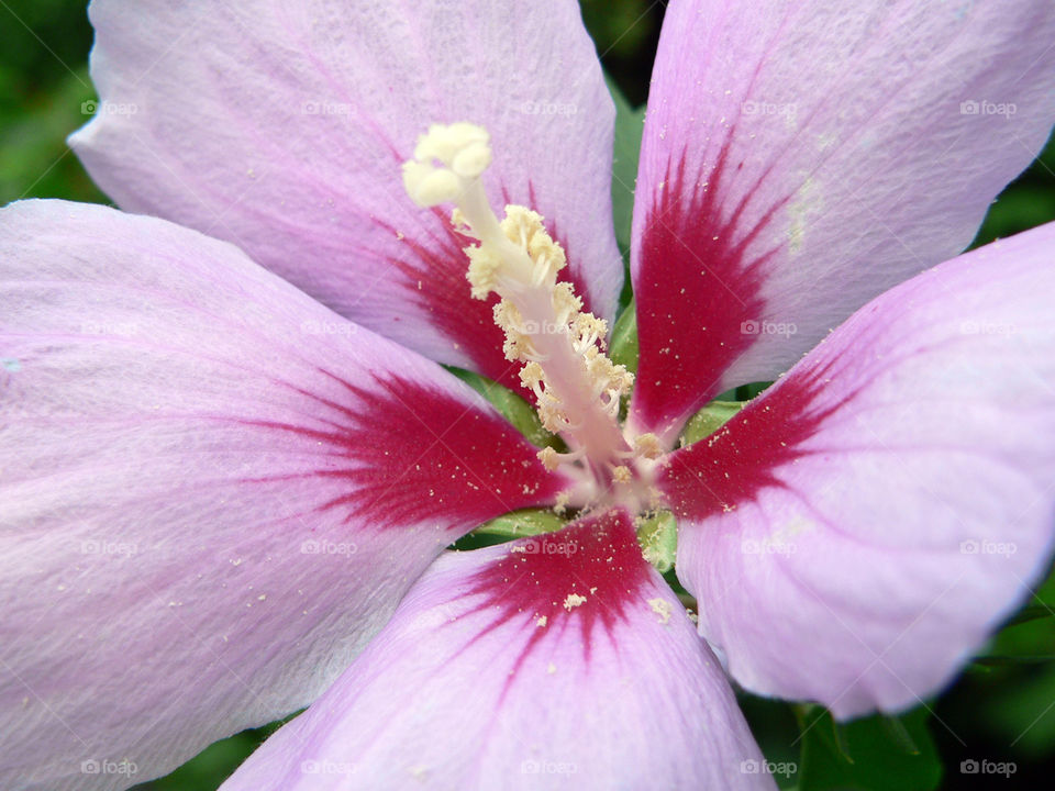 Hibiscus flower