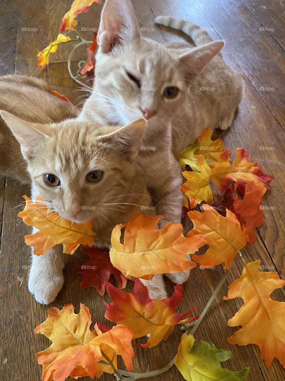 Living the dream kittens cat brother and sister 