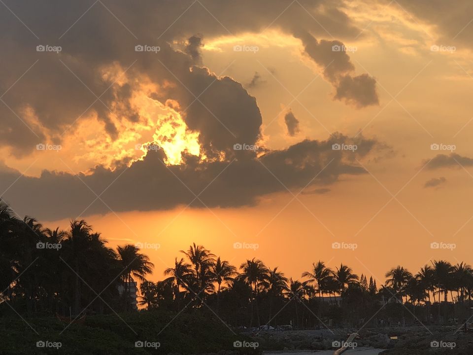 Palm sunset