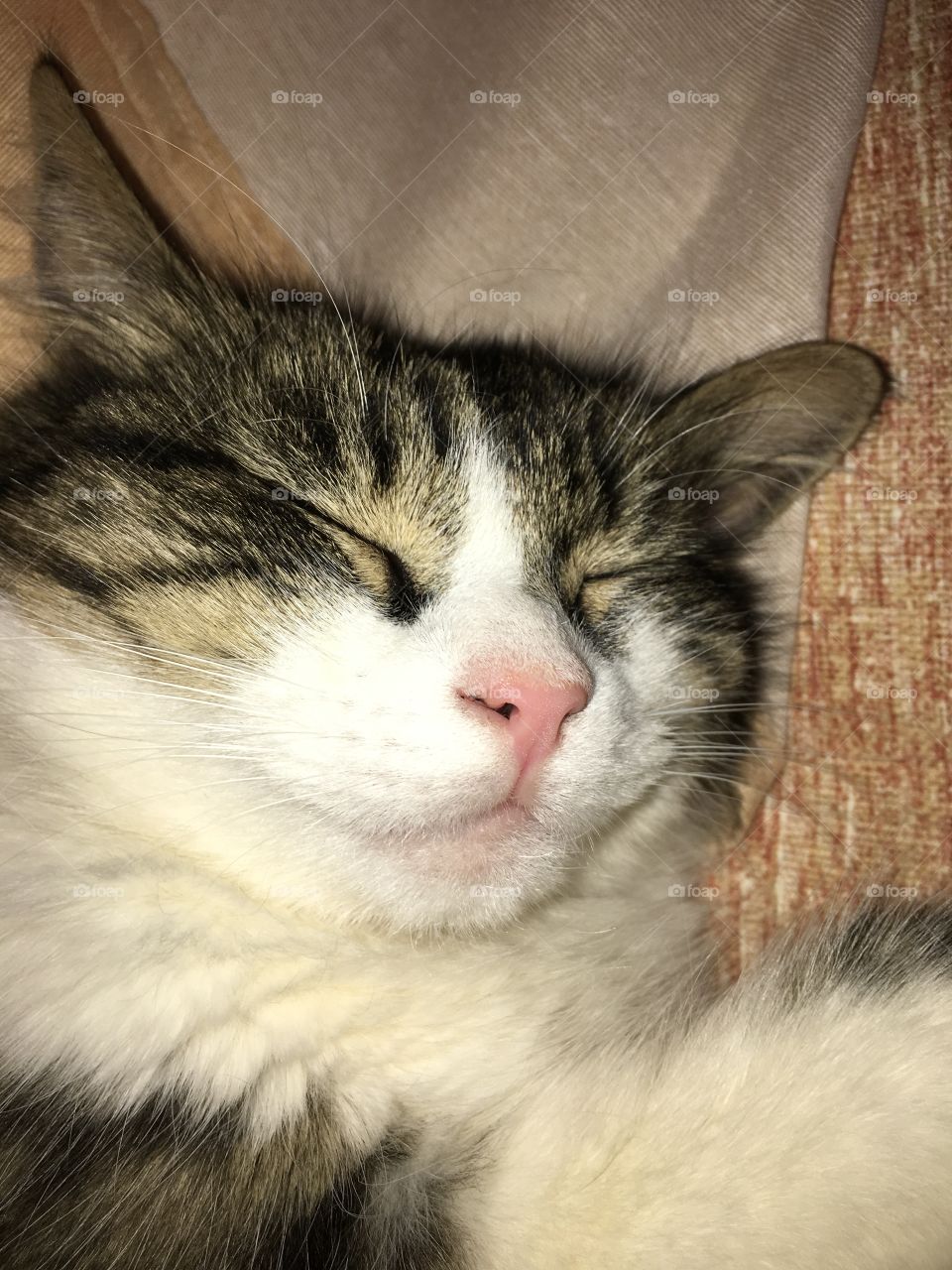 Cute cat pussy sleeping