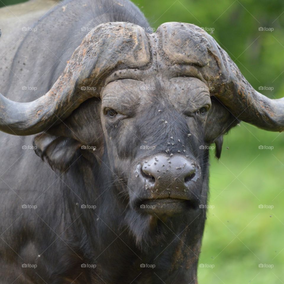 Close up of an African buffalo at Chobe National Park in Botswana.