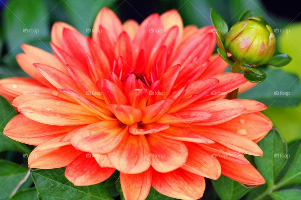 dahlia
