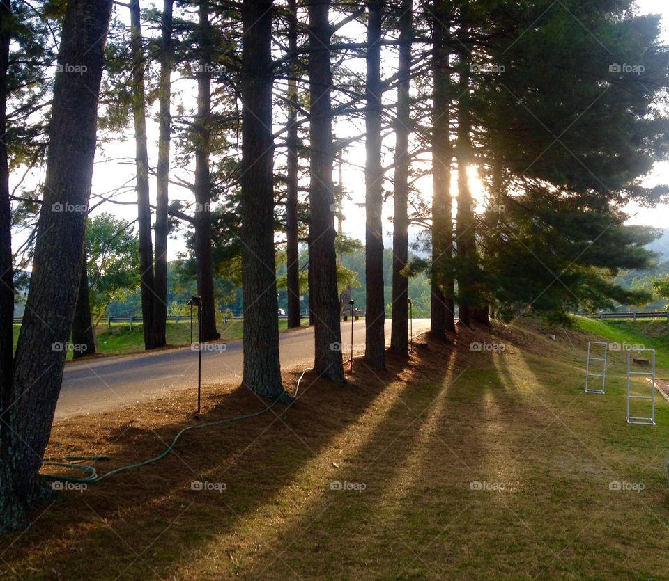 Pines waiting on sunset . Campground entrance 