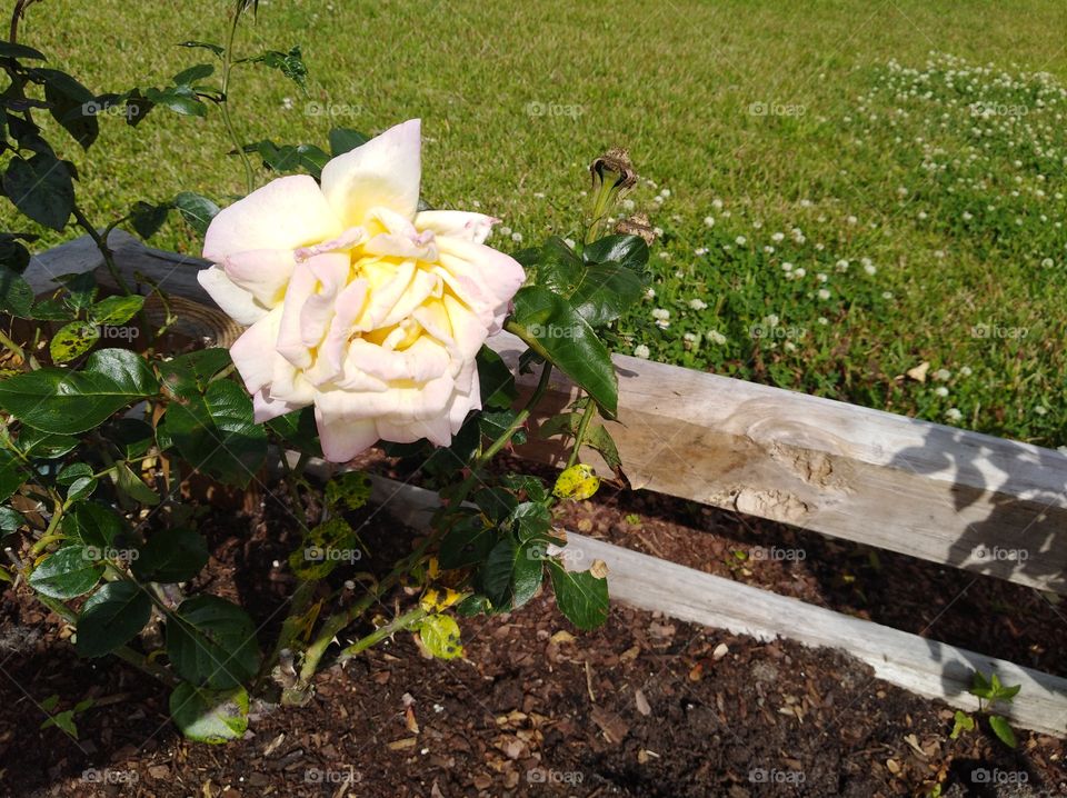 white n pink yellow roses