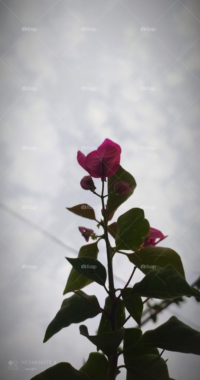 Magenta Bougainville flowers in the background of a mattress of cottony clouds on a summer evening.