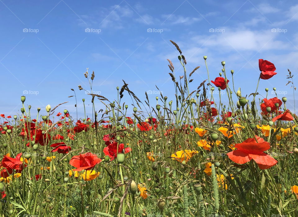 Summer meadow, midsummer sweden