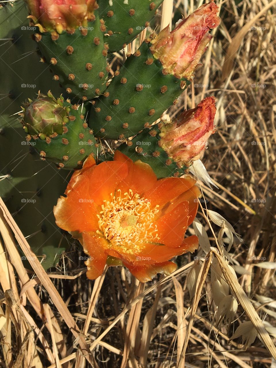 Blooming flower of prickly pears 
