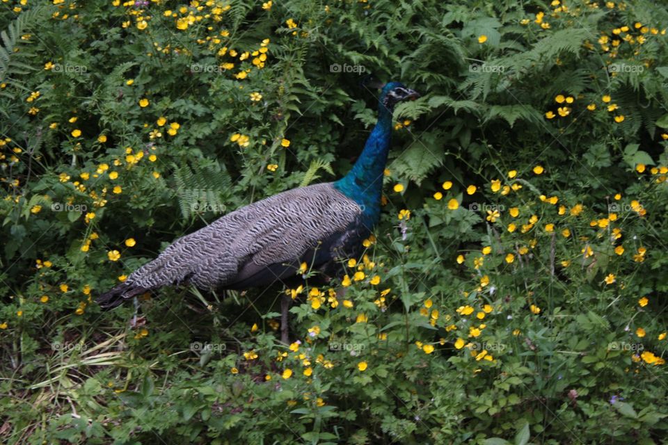 Peacock with flowers
