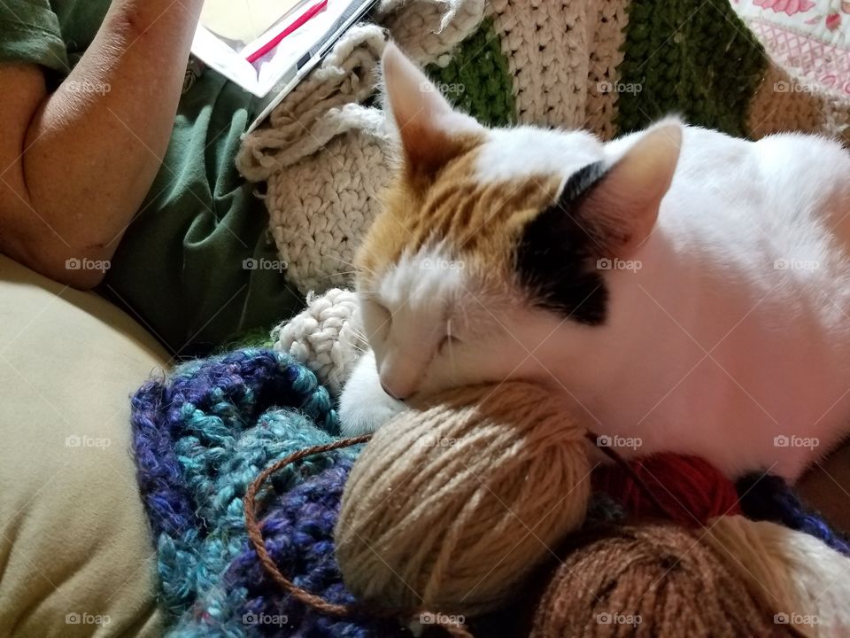 Kitty and Her Yarn
