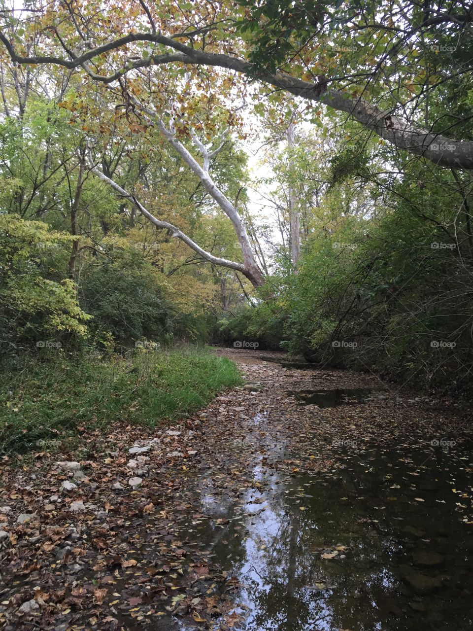 Landscaping water creek fall 