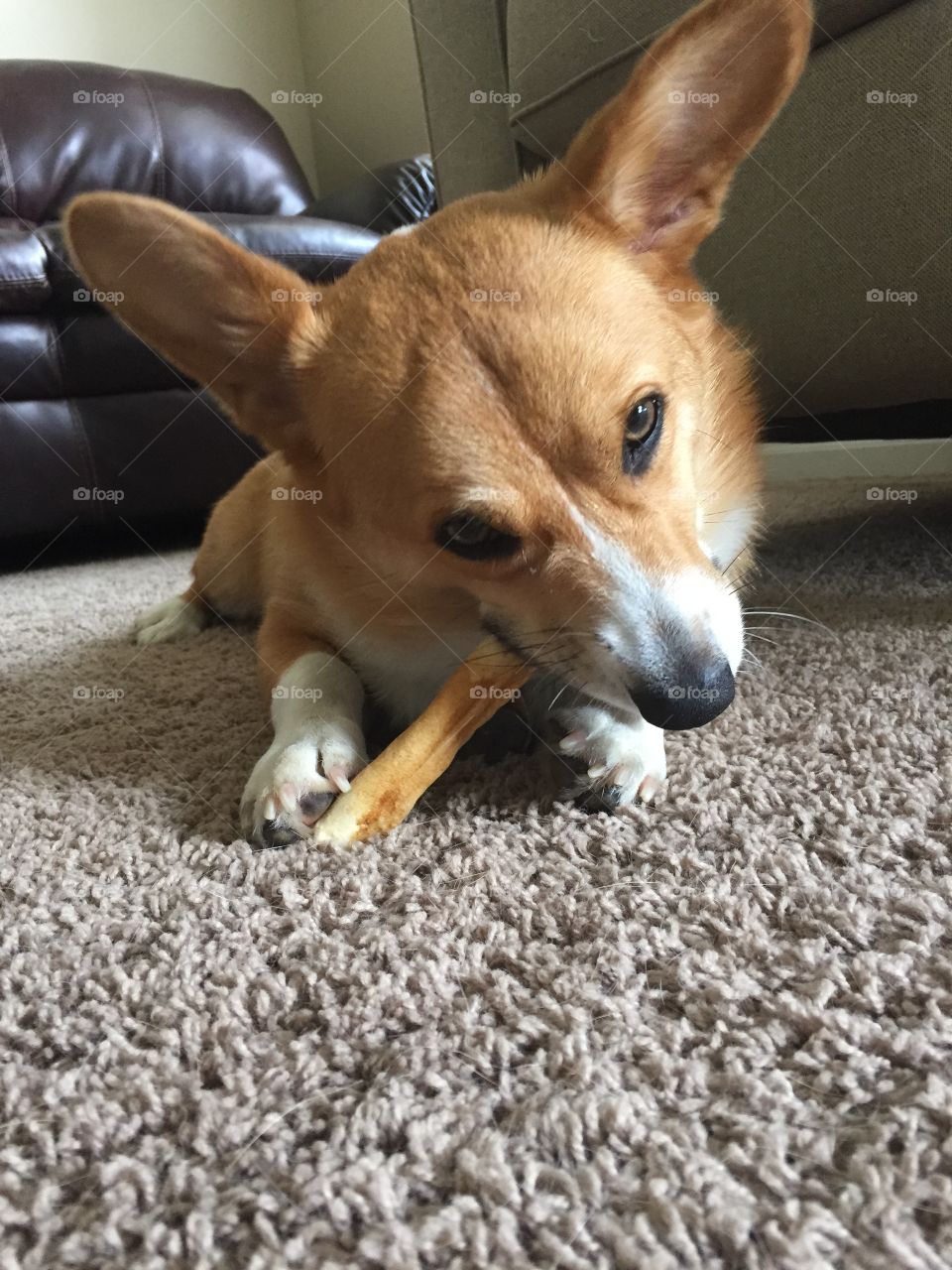 dog and his bone
