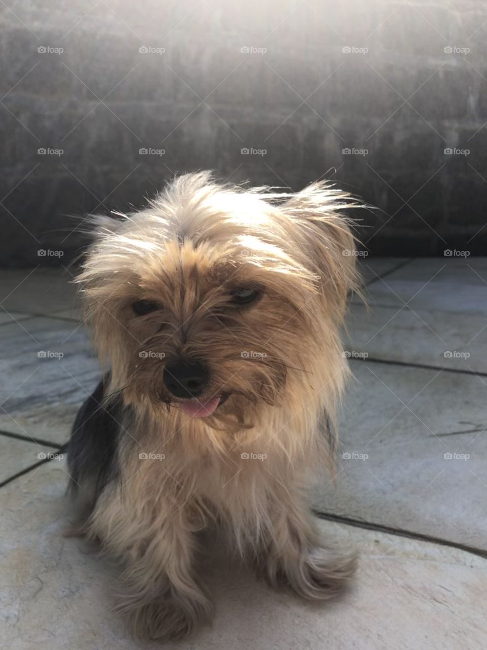 funny cute dog and sun