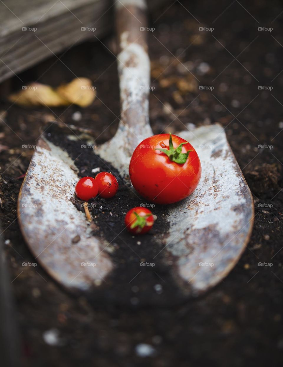 Homegrown tomatoes! 