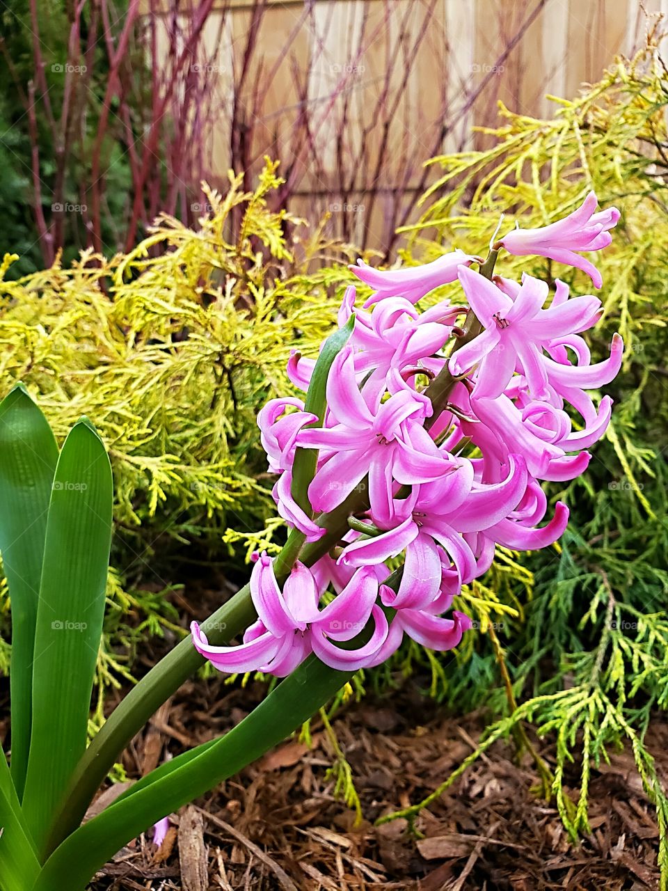 early spring flower hyacinth