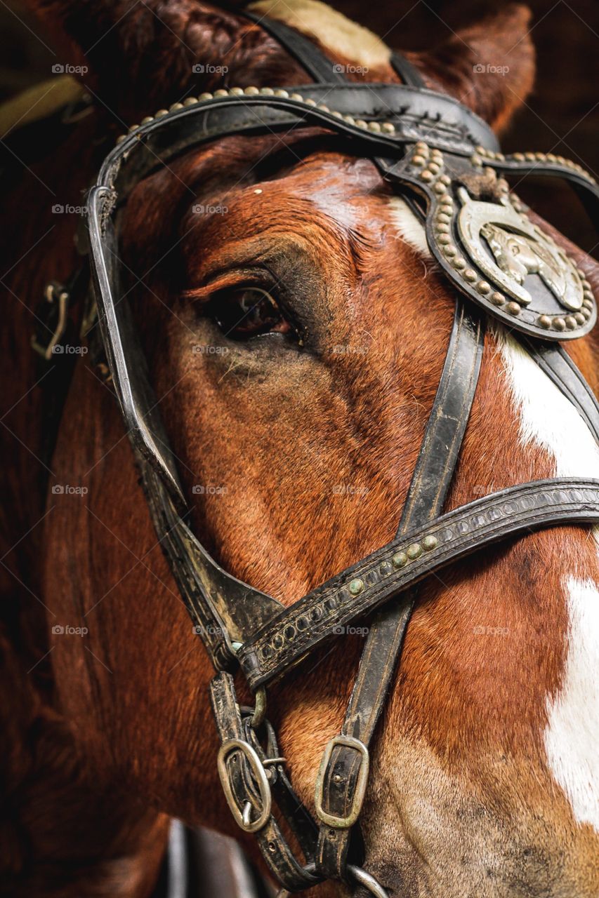 Beautiful Belgium horse with gorgeous harness.