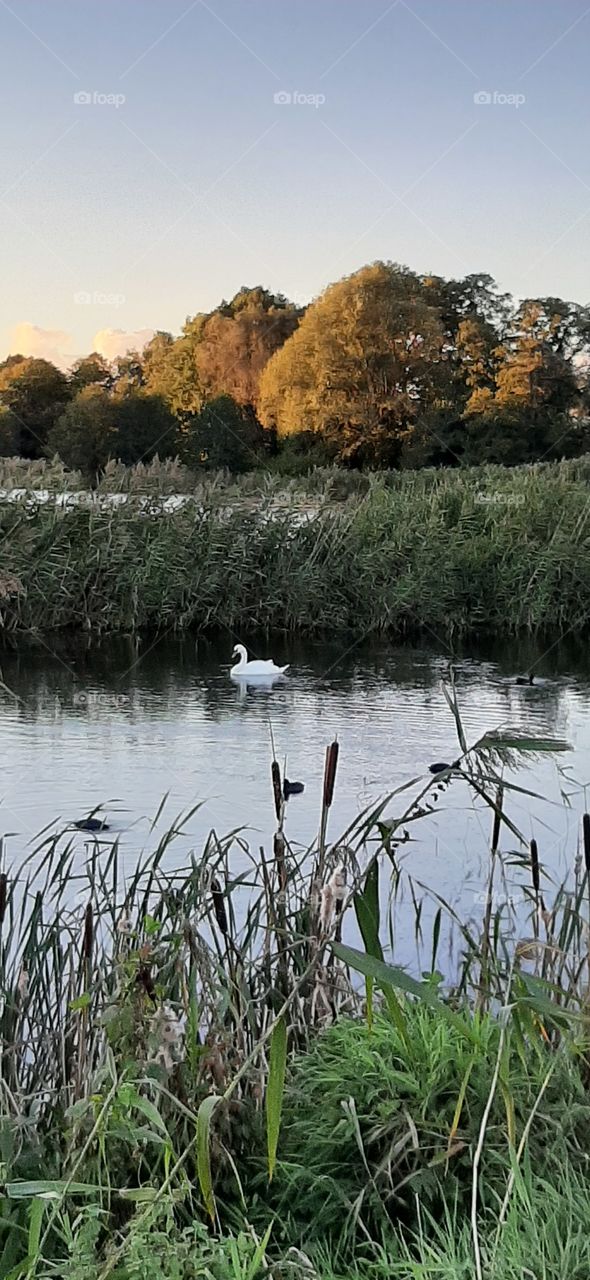pond and a swan