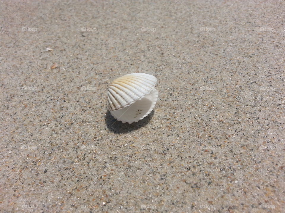 sea shells