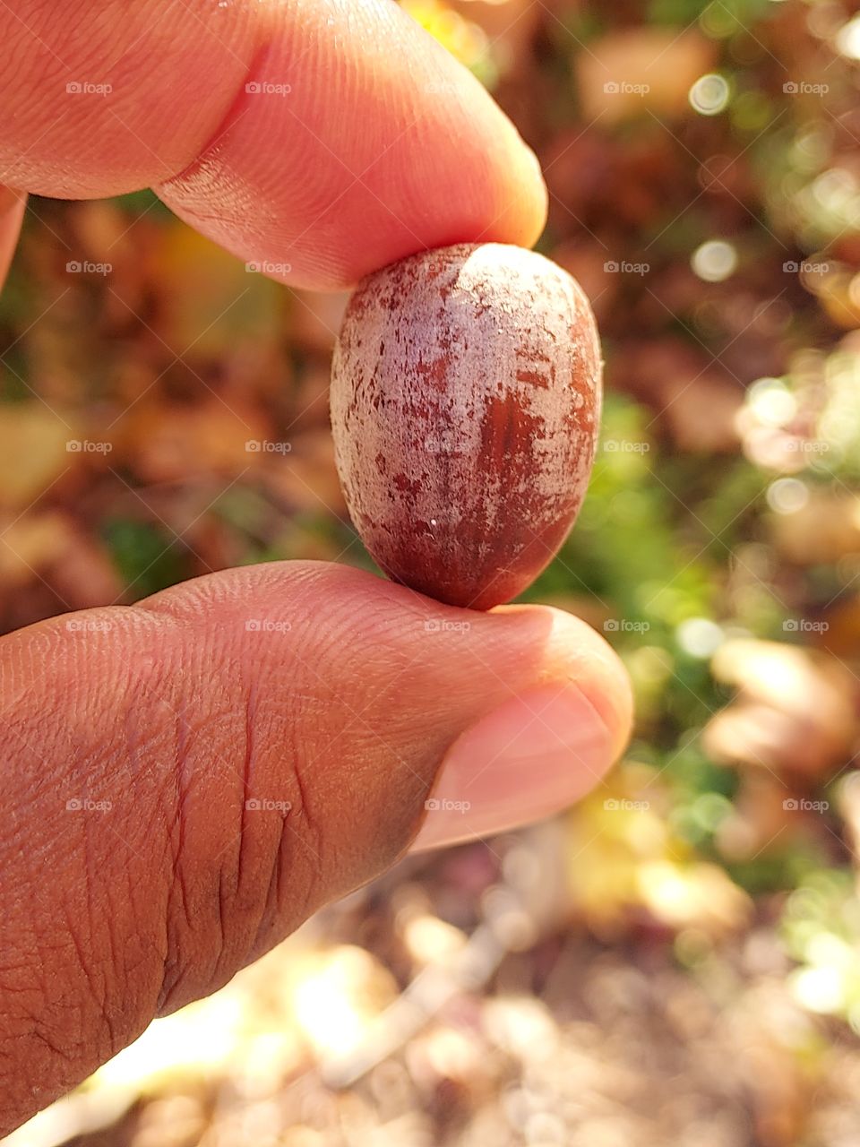 nut in hand