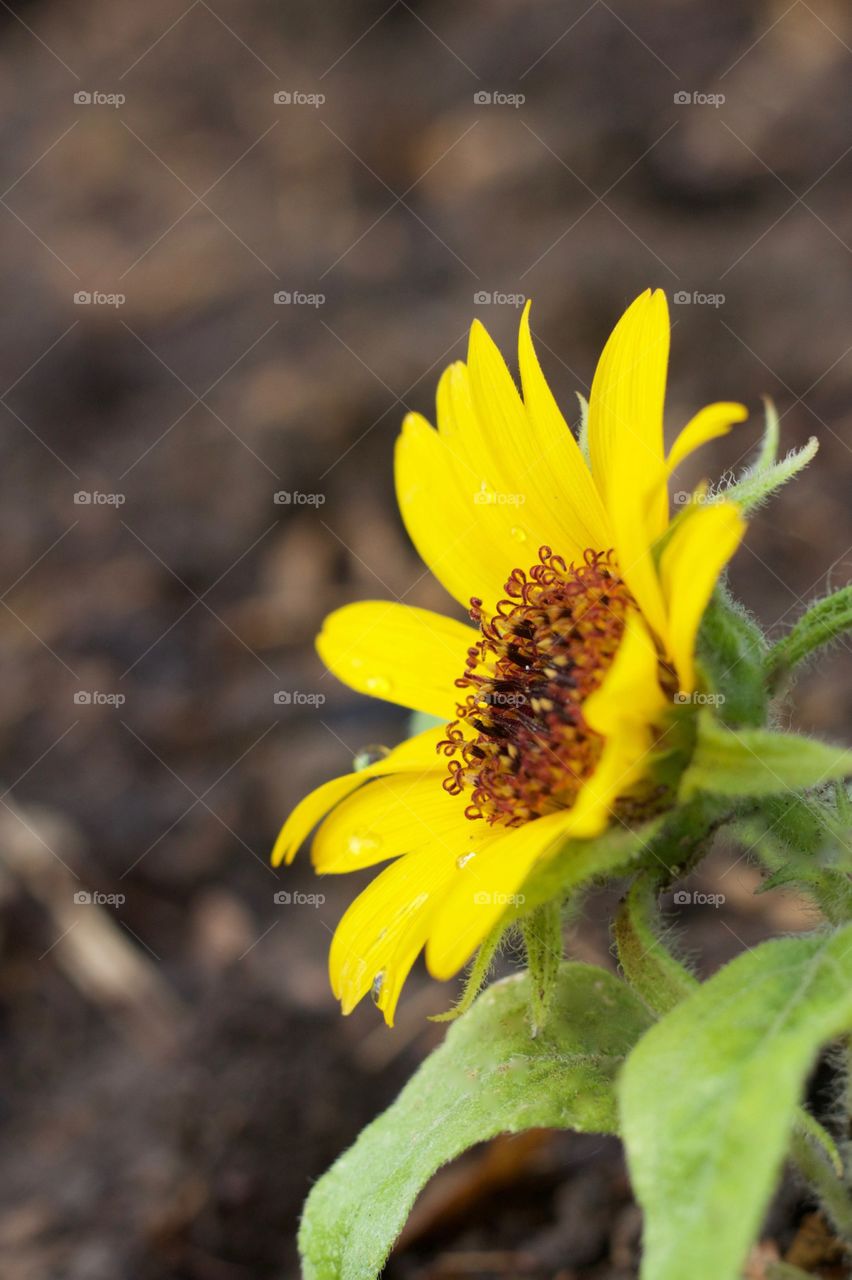 Isolated side view of newly blossomed sunflower turned toward the sunlight, room for text