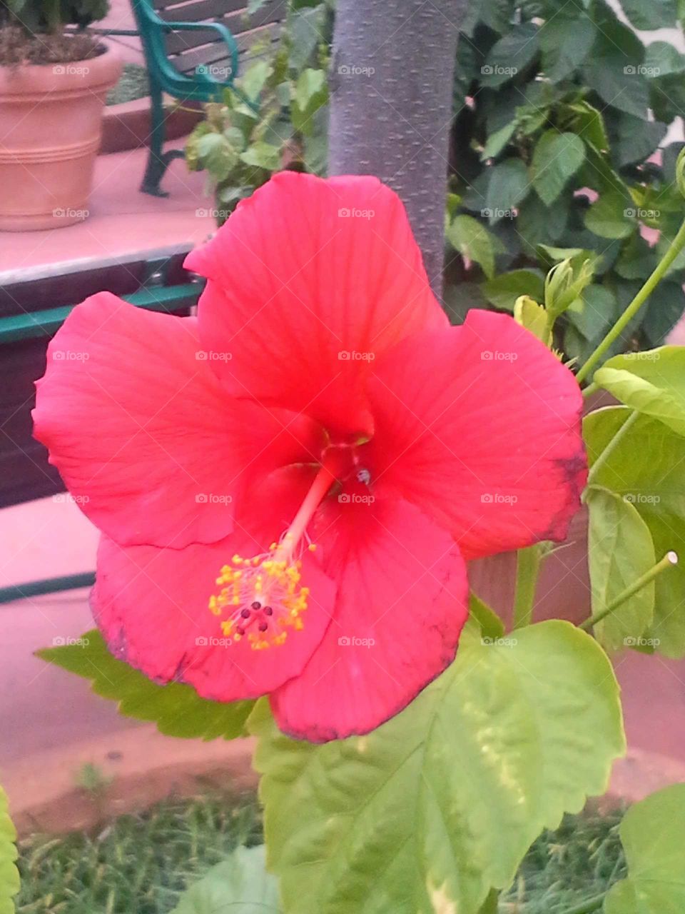 vibrant flower