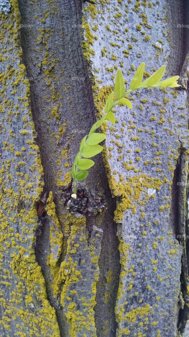 Tree Bark