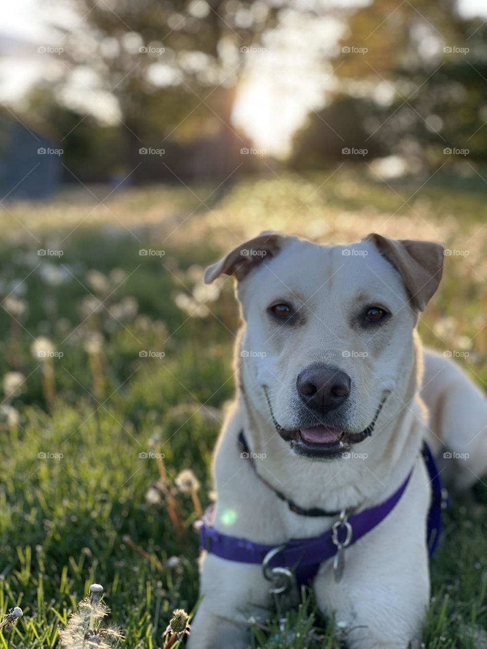 Yellow lab, smiling and looking in to the camera, in a field outside with dandelions and soft, summer sun. 