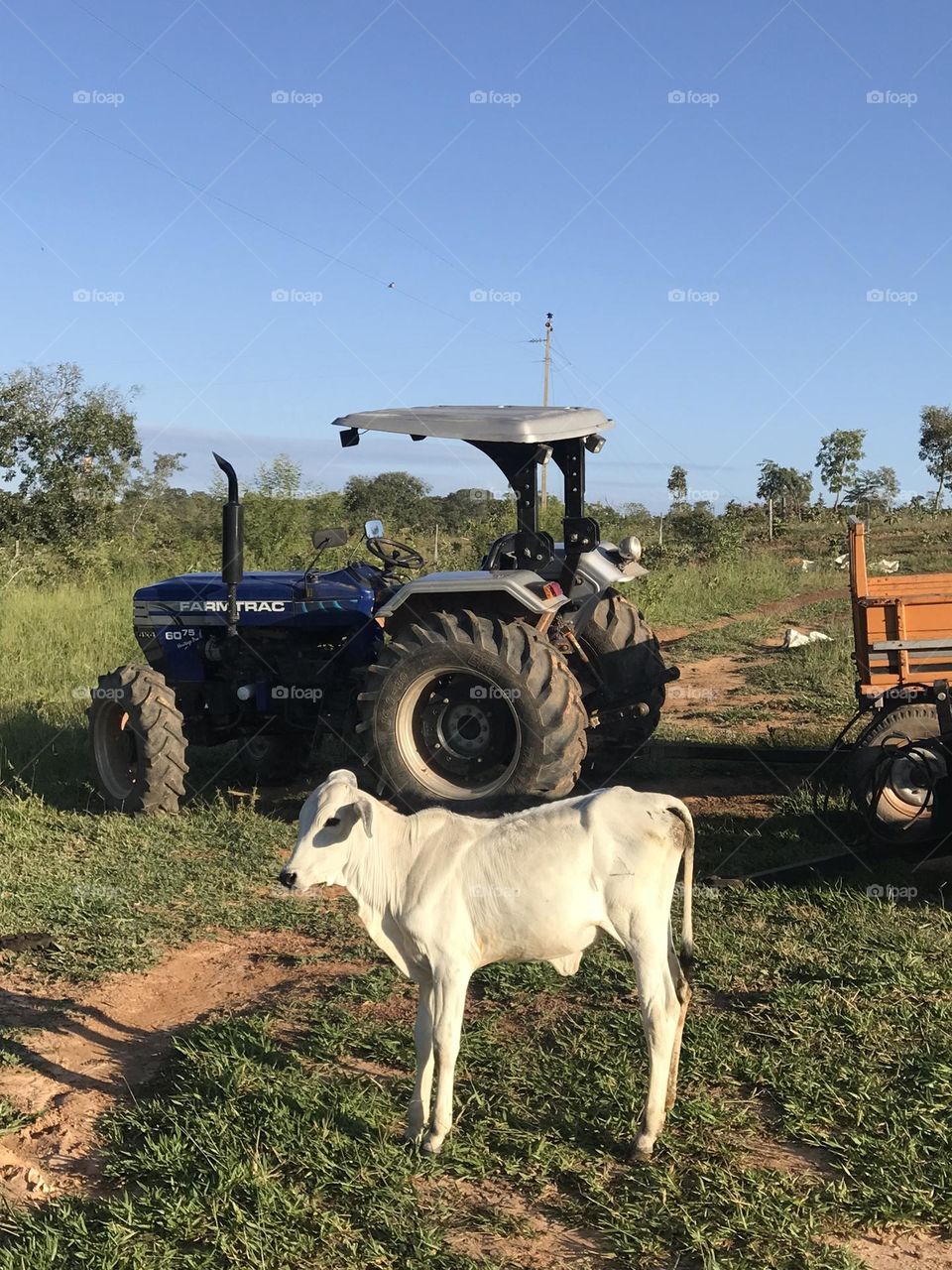 On a day in the countryside, amidst the gentle hum of the tractor and the playful antics of the calf, lies the simple harmony that makes the countryside a charming place. 🚜🐄