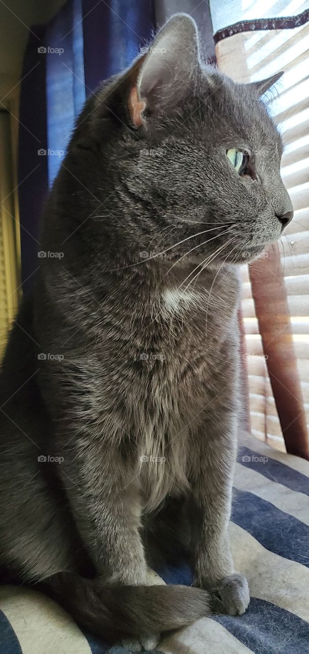 russian blue staring out Window