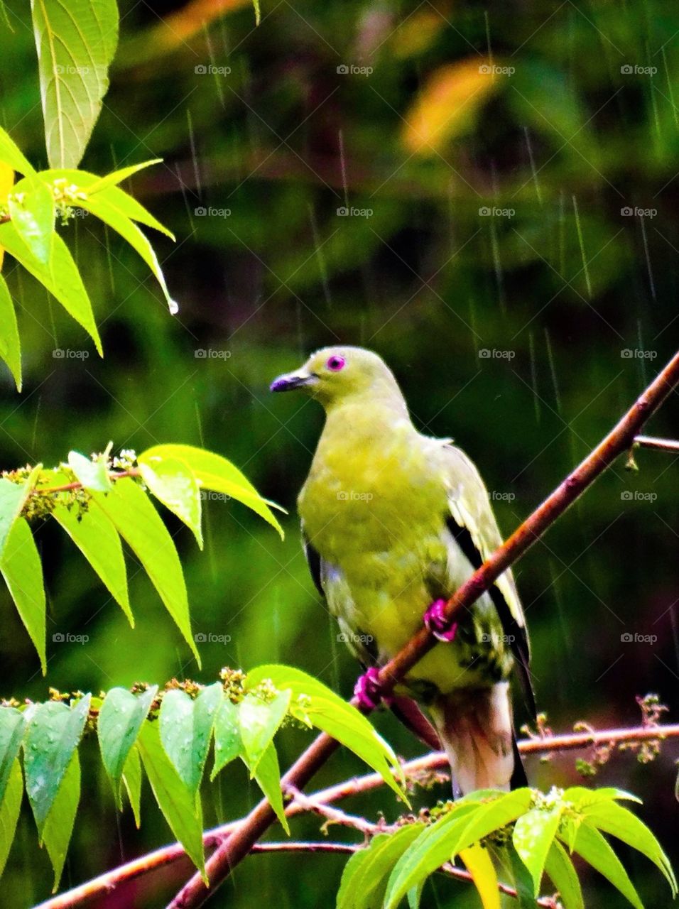 Dove perching on tree in rain